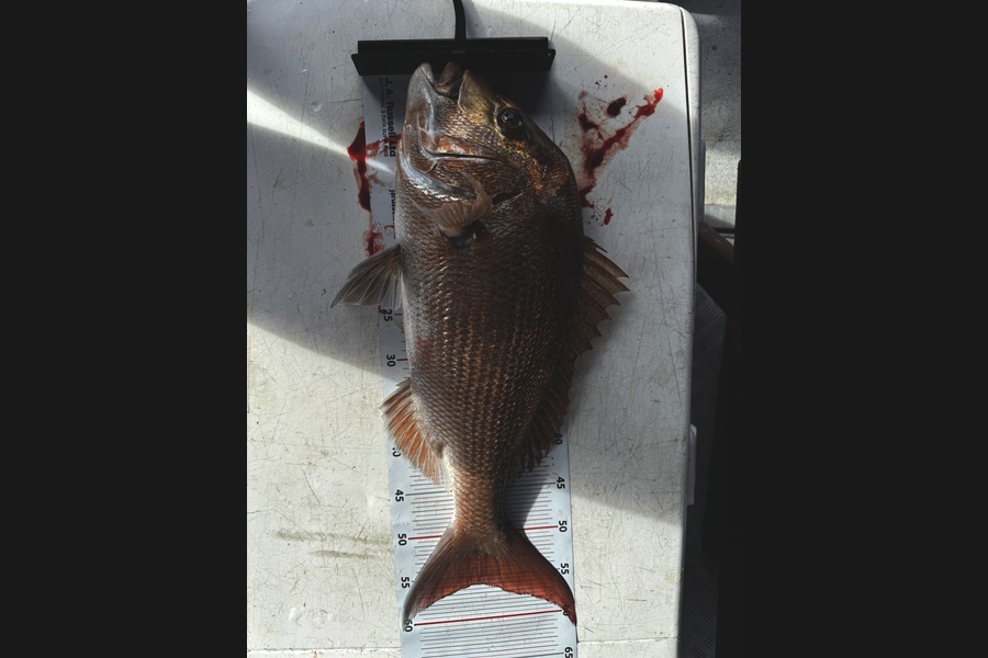 Sam Ashton caught this 56.0cm Snapper at Auckland during The Export NZ Fishing Competition