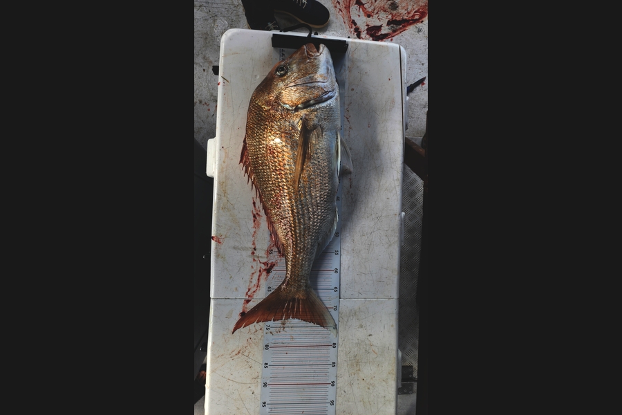 REDAW MATTHEWS caught this 73.5cm Snapper at Auckland during The Export NZ Fishing Competition