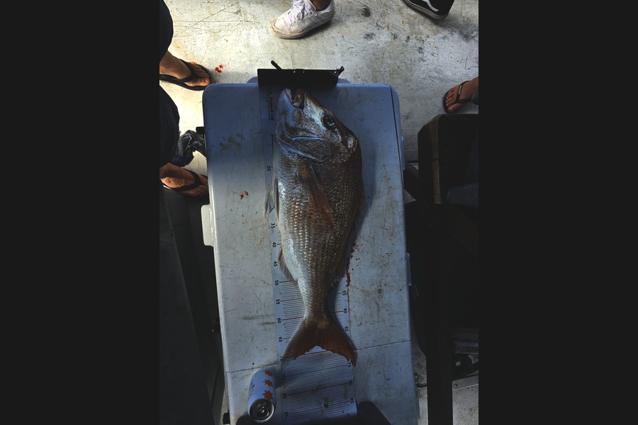 JASON WEEKS caught this 65cm Snapper at Auckland during The Export NZ Fishing Competition