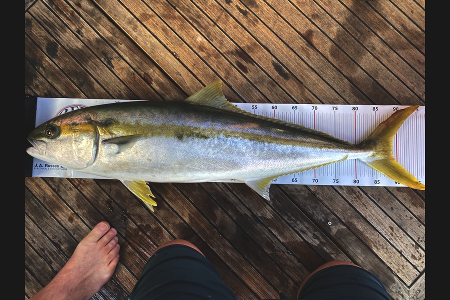 Oliver Rossi caught this 88.0cm Kingfish at Auckland during The Export NZ Fishing Competition