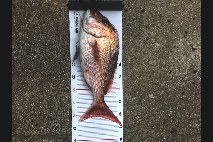 Jake Moselen caught this 41.0cm Snapper at Auckland during The Export NZ Fishing Competition