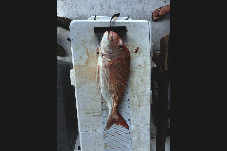 Billy McGowan caught this 61.0cm Snapper at Auckland during The Export NZ Fishing Competition