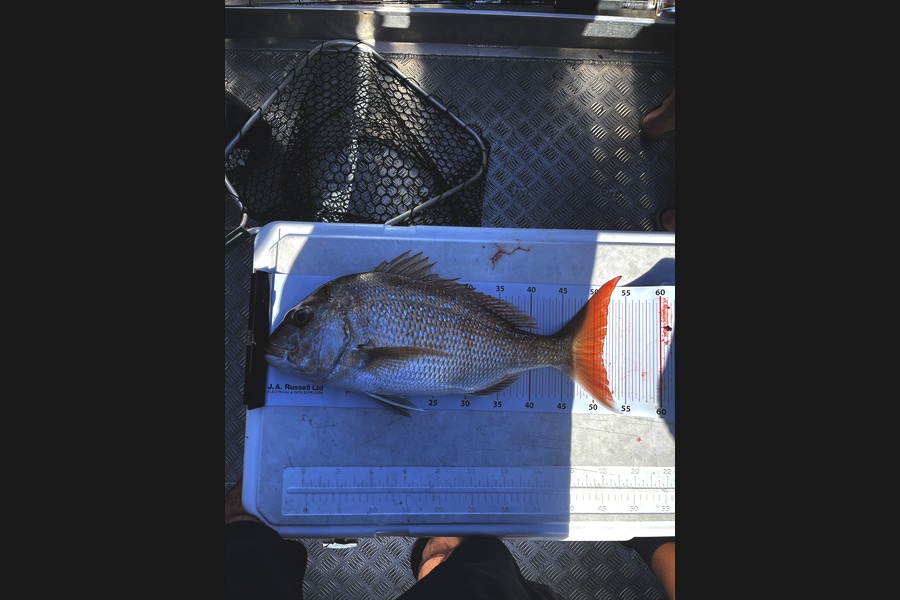 Joe Cox caught this 51.5cm Snapper at Bay of Plenty during The Export NZ Fishing Competition