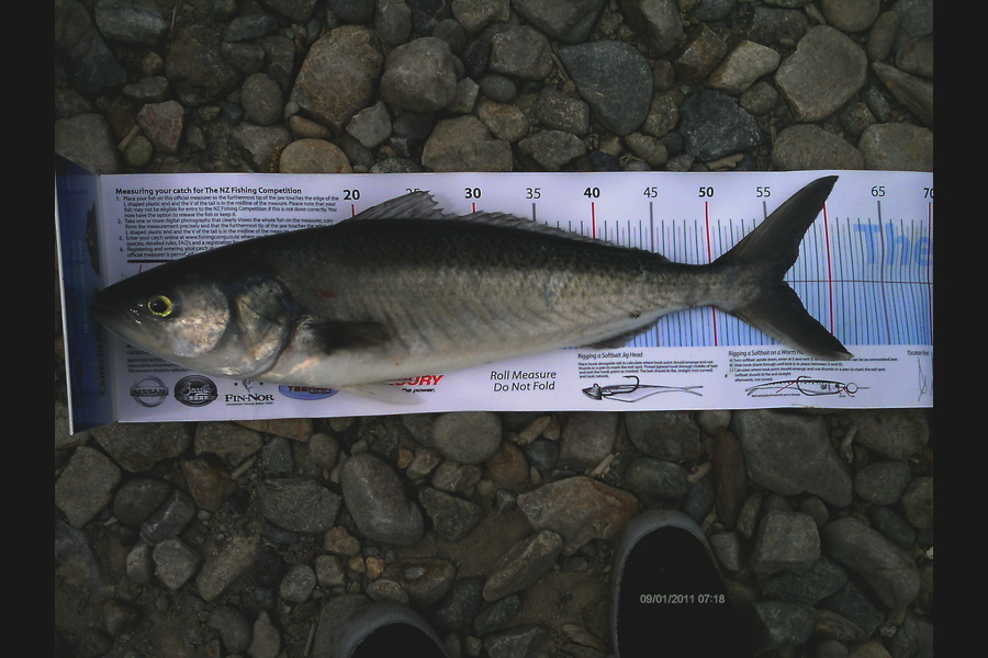 Jeff Holden caught this 56.0cm Kahawai at Cable Bay Nelson during The Export NZ Fishing Competition