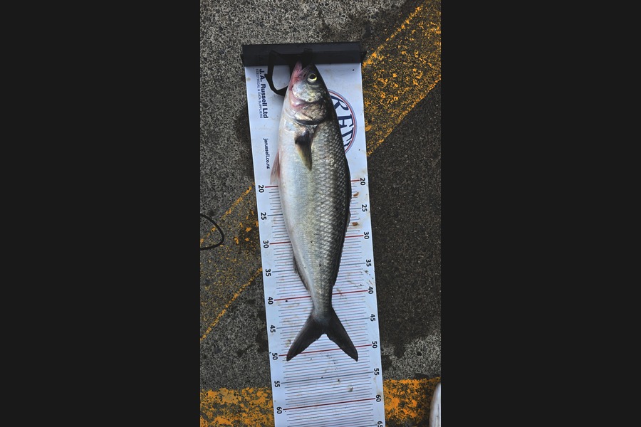 Jaco Van Schalkwyk caught this 47.0cm Kahawai at Wellington during The Export NZ Fishing Competition