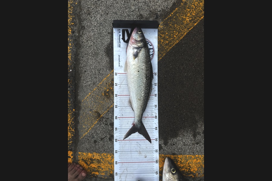 James Sevenster caught this 46.5cm Kahawai at Wellington during The Export NZ Fishing Competition