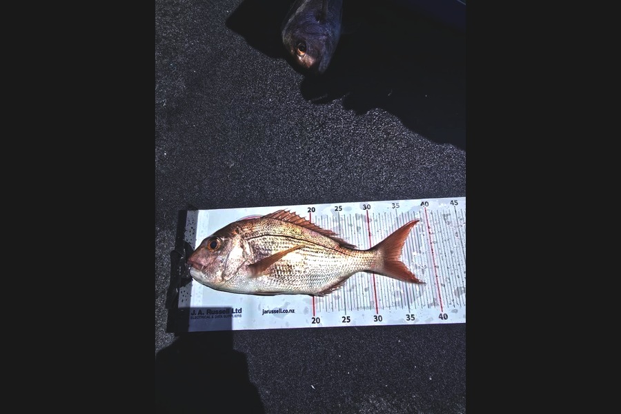 Daniel Matheson caught this 34.0cm Snapper at Northland during The Export NZ Fishing Competition