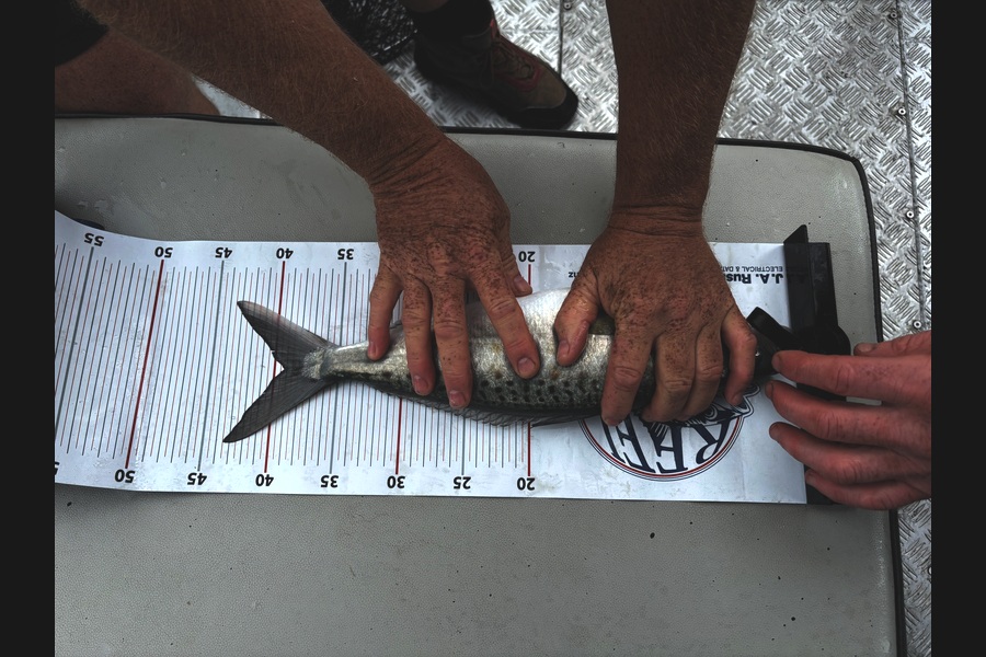 Mikee McLeod caught this 39.0cm Kahawai at Wellington during The Export NZ Fishing Competition