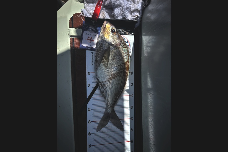 Rob Lawson caught this 40.0cm Tarakihi at Bay of Plenty during The Export NZ Fishing Competition