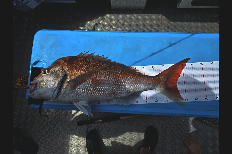 Ian Cross caught this 76.0cm Snapper at Auckland during The Export NZ Fishing Competition