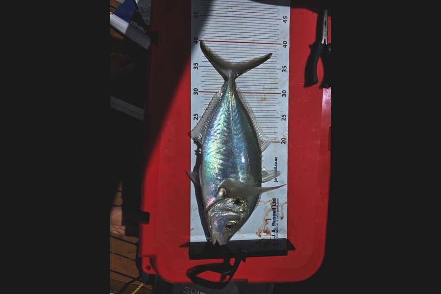 Aaron Kemble caught this 35.5cm Trevally at Auckland during The Export NZ Fishing Competition