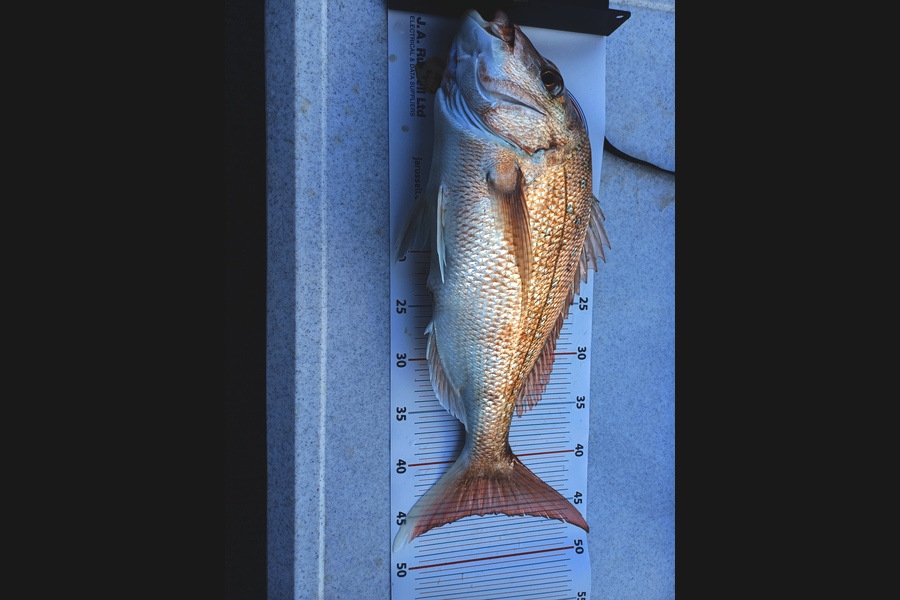 Catherine Reeves caught this 45.5cm Snapper at Auckland during The Export NZ Fishing Competition