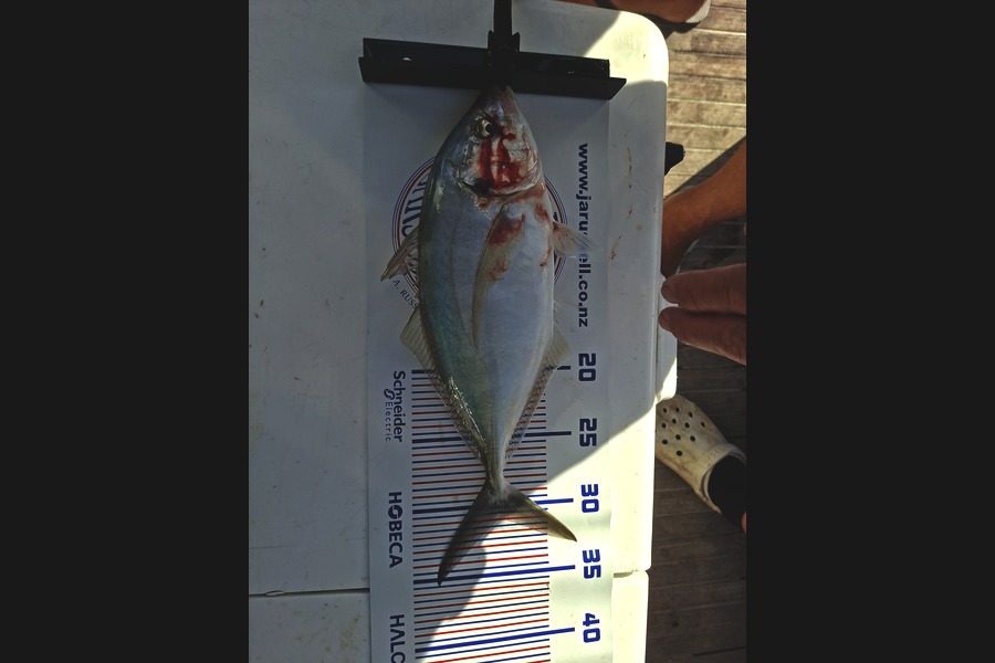 Rudi du Plessis caught this 31.0cm Trevally at Auckland during The Export NZ Fishing Competition