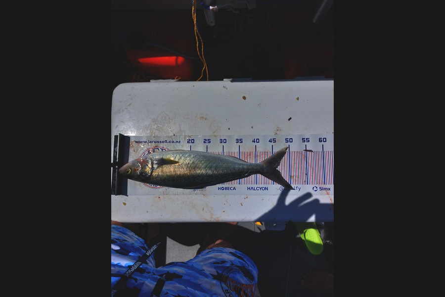 Uan Brown caught this 45.5cm Kahawai at Bay of Plenty during The Export NZ Fishing Competition