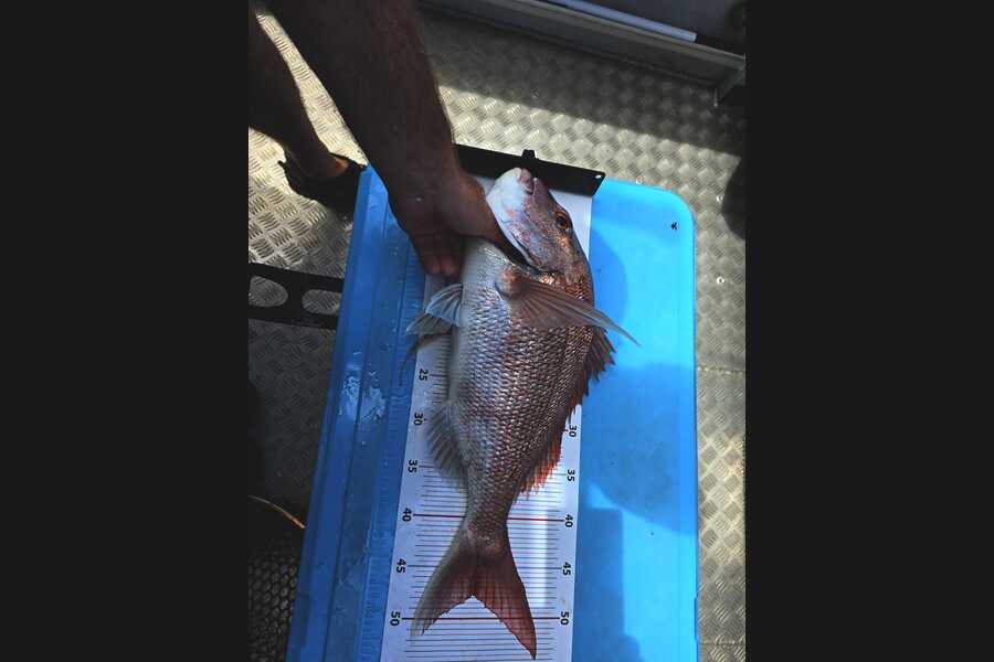 Dylan Terry caught this 47.5cm Snapper at Auckland during The Export NZ Fishing Competition
