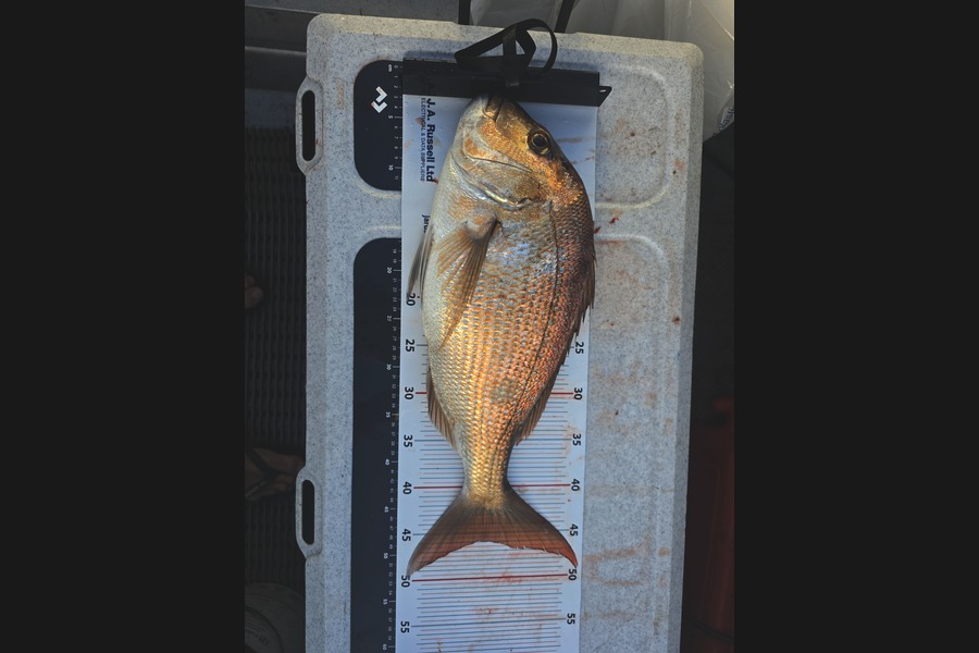 Kyle Key caught this 46.0cm Snapper at Bay of Plenty during The Export NZ Fishing Competition