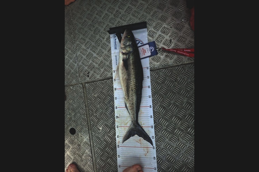 Jake Krynicki caught this 53.5cm Kahawai at Auckland during The Export NZ Fishing Competition