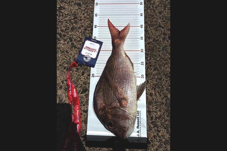 Carl Ogden caught this 38.0cm Snapper at Auckland during The Export NZ Fishing Competition