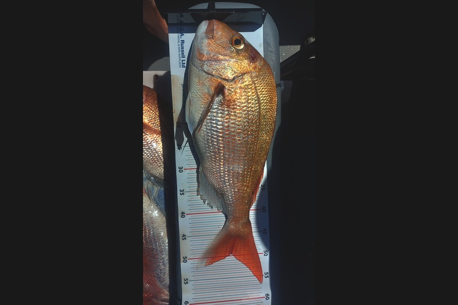 Nigel Gilmour caught this 49.5cm Snapper at Northland during The Export NZ Fishing Competition