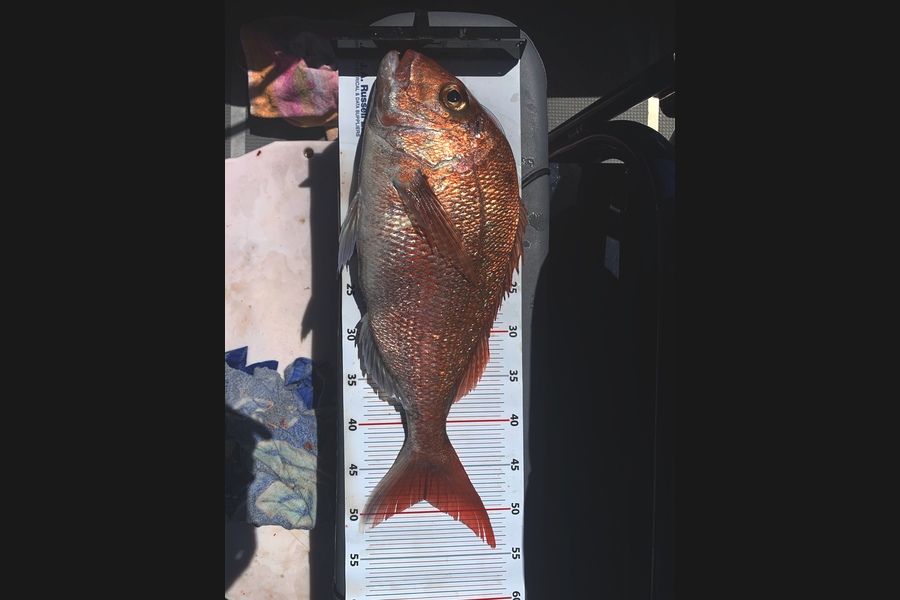 Aaron Conaghan caught this 48.5cm Snapper at Northland during The Export NZ Fishing Competition
