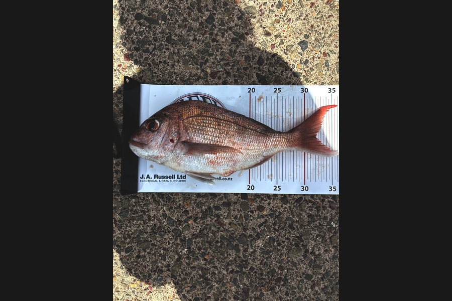Isaac Shea caught this 32.0cm Snapper at Auckland during The Export NZ Fishing Competition