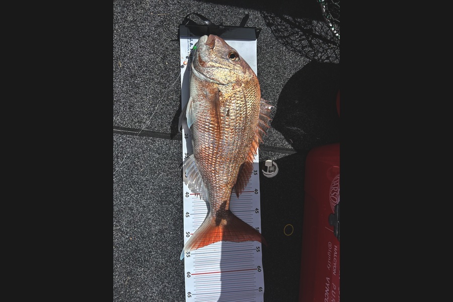 Steve Paul caught this 52cm Snapper at Bay of Plenty during The Export NZ Fishing Competition