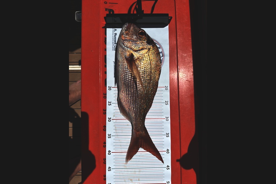 Kyle Taylor caught this 38.5cm Snapper at Northland during The Export NZ Fishing Competition