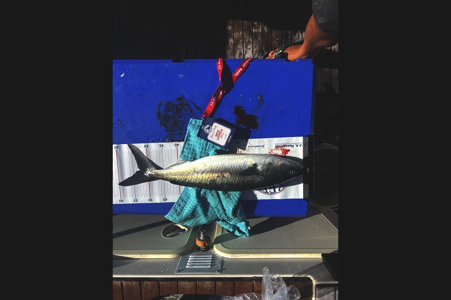 Nick Hetblom caught this 52.5cm Kahawai at Bay of Plenty during The Export NZ Fishing Competition