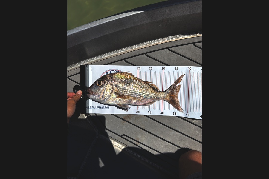 Blake Davies caught this 36.0cm Snapper at Northland during The Export NZ Fishing Competition
