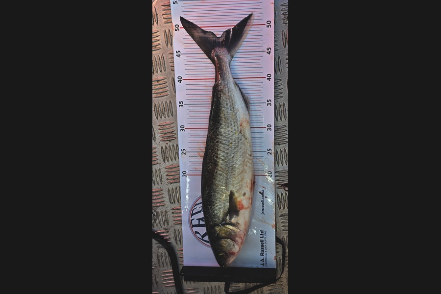 Mark Gundersen caught this 48.0cm Kahawai at Bay of Plenty during The Export NZ Fishing Competition