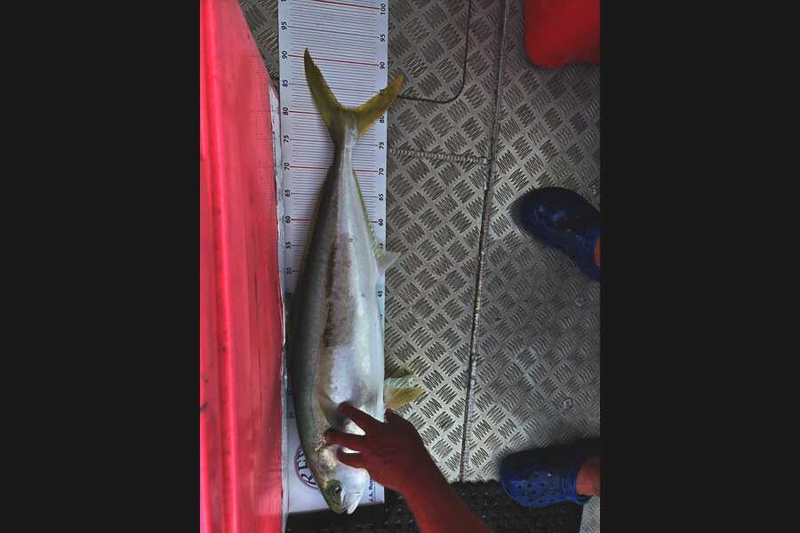 Dion Wally caught this 81.5cm Kingfish at Bay of Plenty during The Export NZ Fishing Competition
