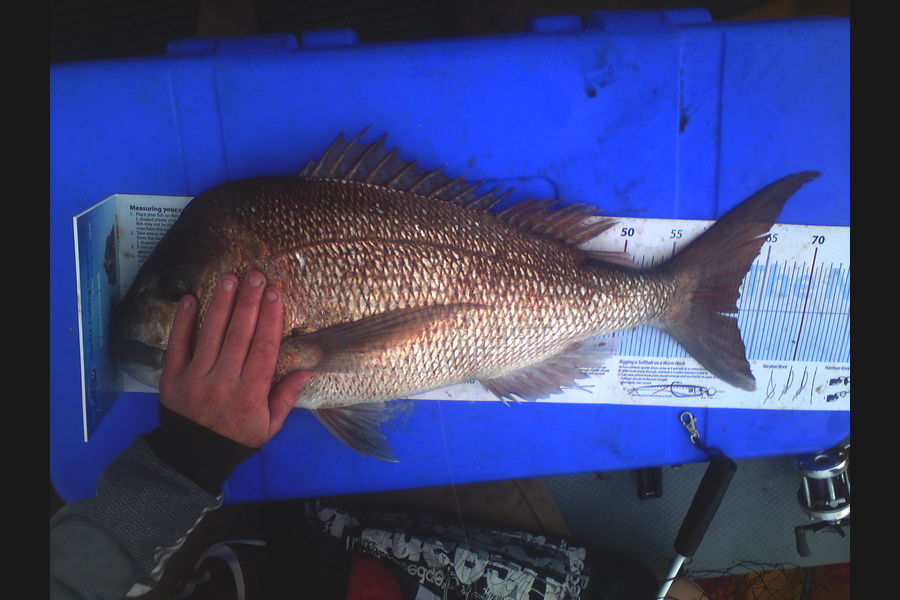 Paul Ashton caught this 62.5cm Snapper at beehive during The Export NZ Fishing Competition