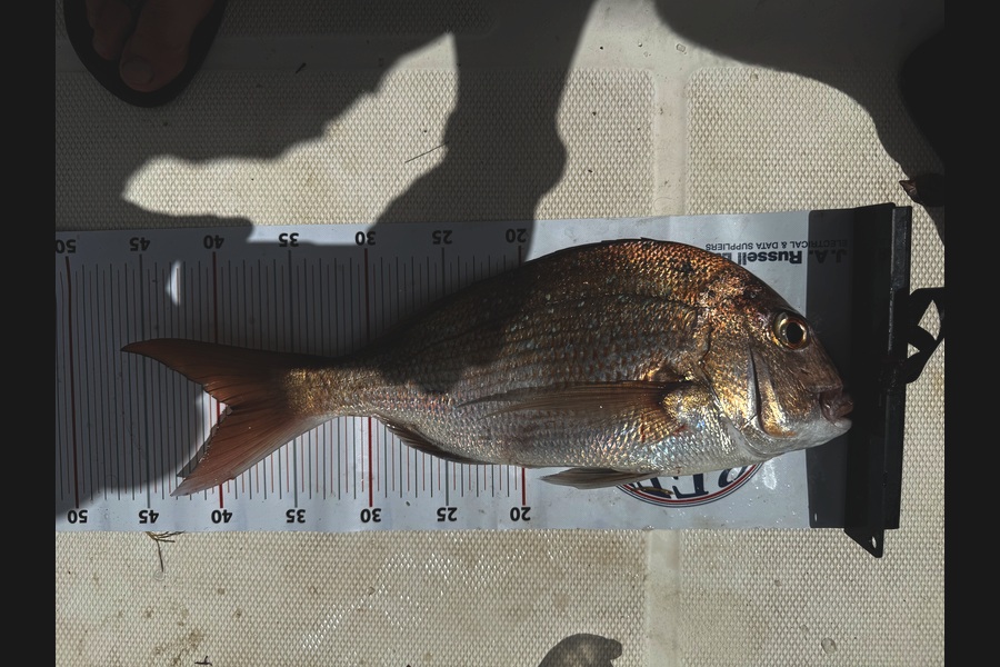 Steven Rumble caught this 39cm Snapper at Auckland during The Export NZ Fishing Competition