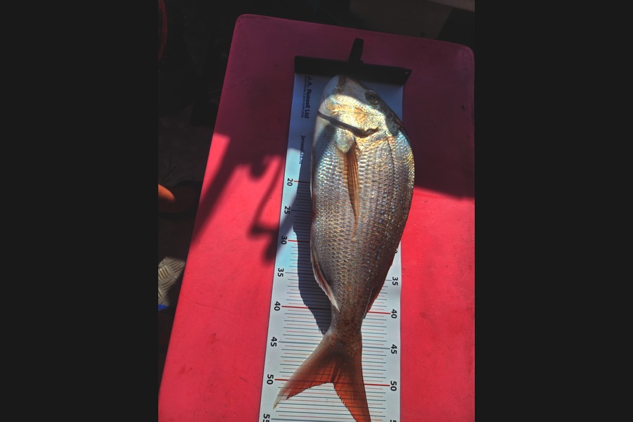 Dion Wally caught this 50.0cm Snapper at Bay of Plenty during The Export NZ Fishing Competition