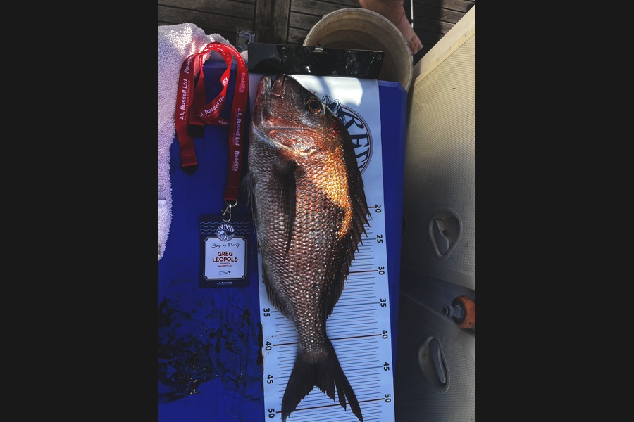 Nick Hetblom caught this 46.5cm Snapper at Bay of Plenty during The Export NZ Fishing Competition
