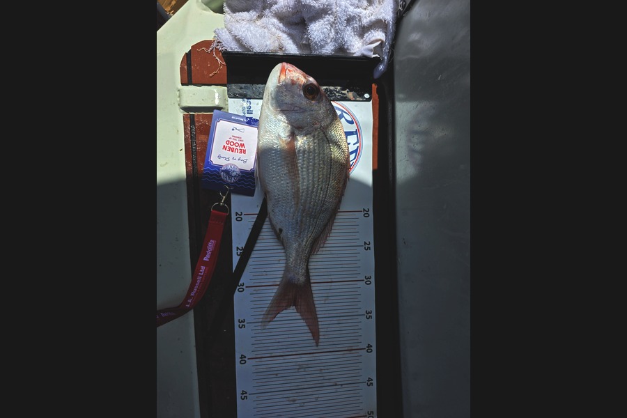 Reuben Wood caught this 33.0cm Snapper at Bay of Plenty during The Export NZ Fishing Competition