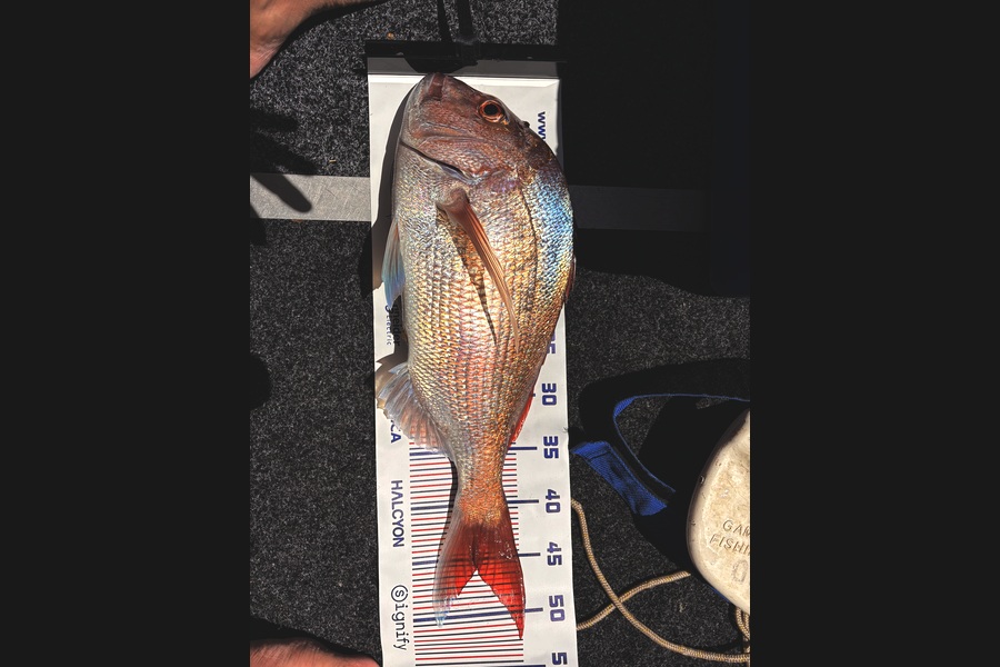 Alex Radford caught this 45.5cm Snapper at Bay of Plenty during The Export NZ Fishing Competition