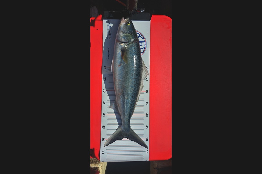 Anthony Mayo-Wairua caught this 49.5cm Kahawai at Bay of Plenty during The Export NZ Fishing Competition