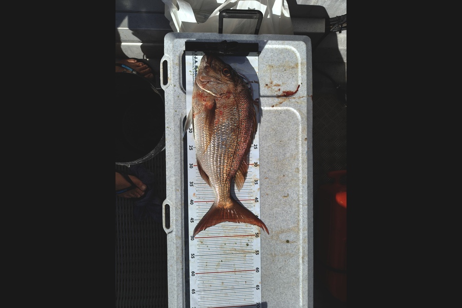 Kyal Washer caught this 45.5cm Snapper at Bay of Plenty during The Export NZ Fishing Competition