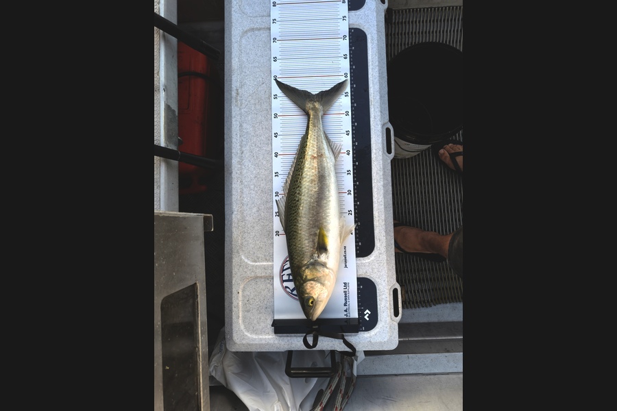 Kyal Washer caught this 55.0cm Kahawai at Bay of Plenty during The Export NZ Fishing Competition