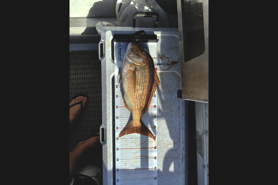 Rob Plant caught this 42.5cm Snapper at Bay of Plenty during The Export NZ Fishing Competition