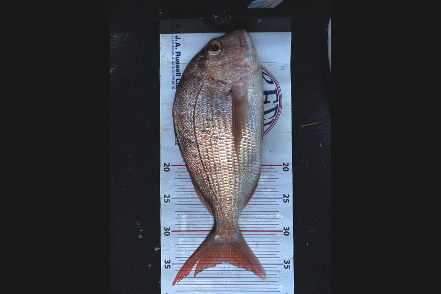Terrence Dalziel caught this 35.0cm Snapper at Bay of Plenty during The Export NZ Fishing Competition