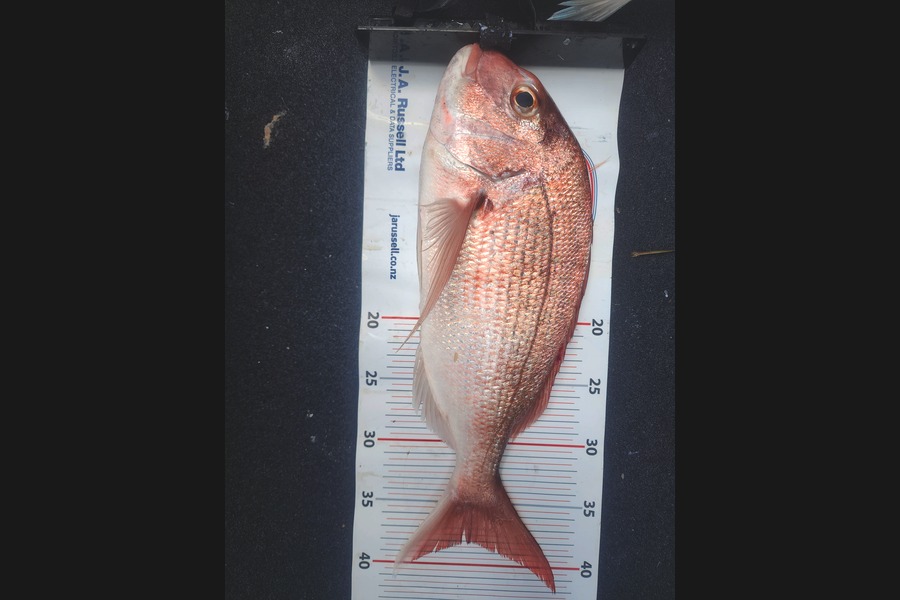 Shane Costigan caught this 38.0cm Snapper at Bay of Plenty during The Export NZ Fishing Competition