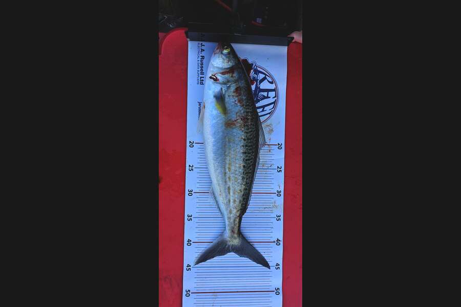 Terrence Dalziel caught this 42.0cm Kahawai at Bay of Plenty during The Export NZ Fishing Competition