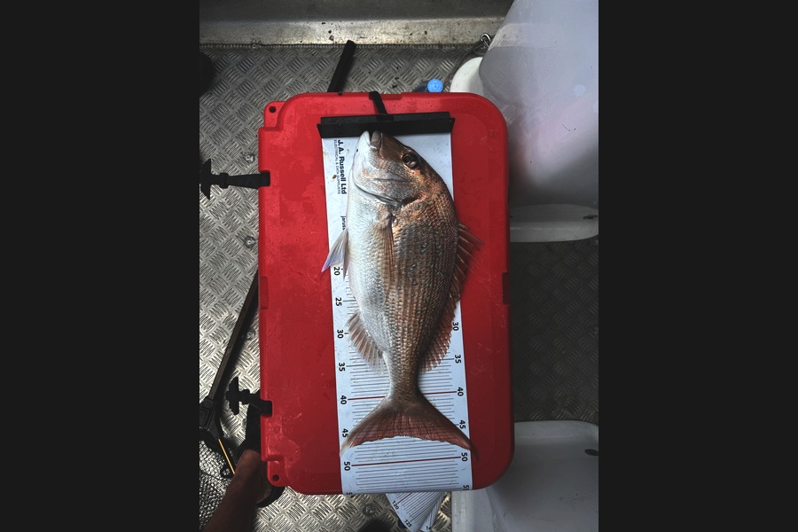 Izaac Johnston caught this 46.0cm Snapper at Bay of Plenty during The Export NZ Fishing Competition