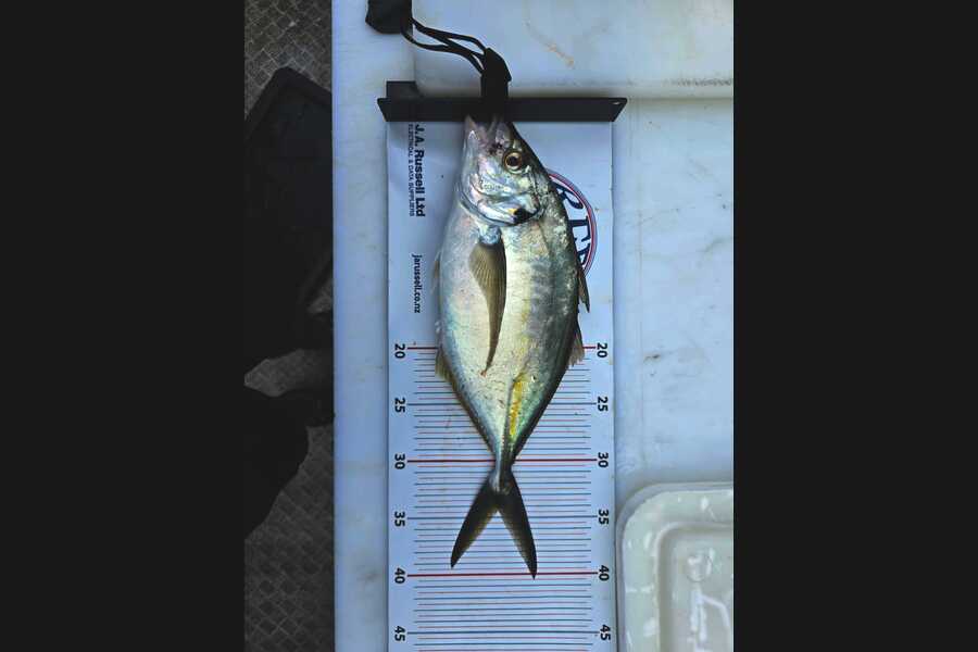 Cameron Richards caught this 34.0cm Trevally at Auckland during The Export NZ Fishing Competition