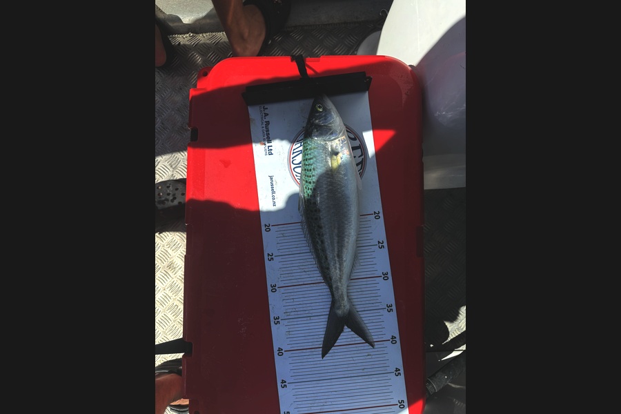Izaac Johnston caught this 36.5cm Kahawai at Bay of Plenty during The Export NZ Fishing Competition