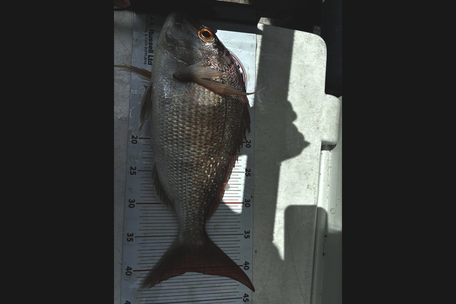 Sam Binns caught this 40.5cm Snapper at Auckland during The Export NZ Fishing Competition