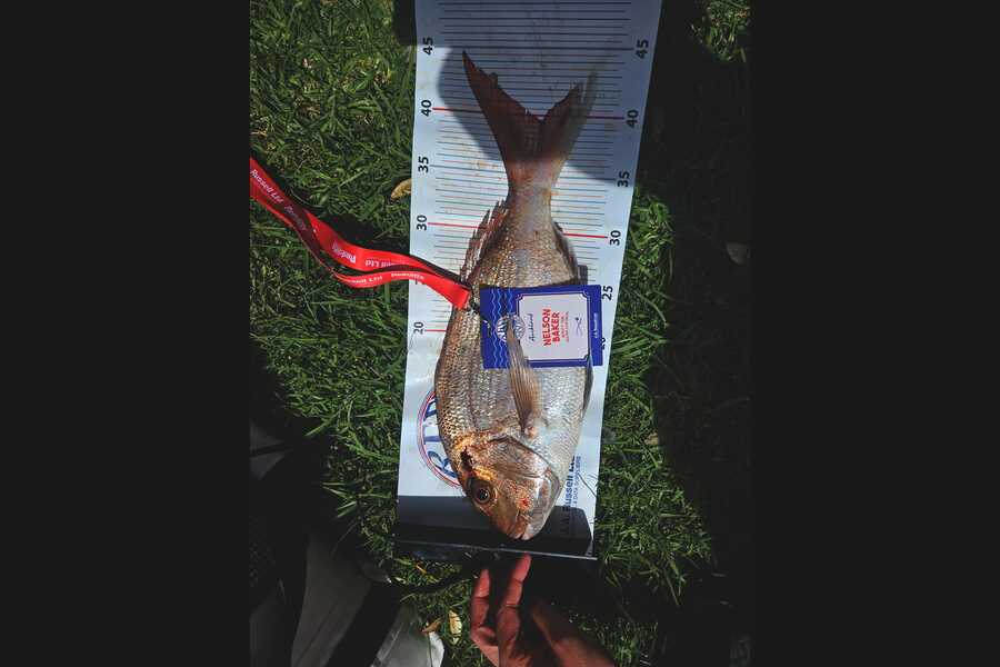 Nelson Baker caught this 39.5cm Snapper at Auckland during The Export NZ Fishing Competition