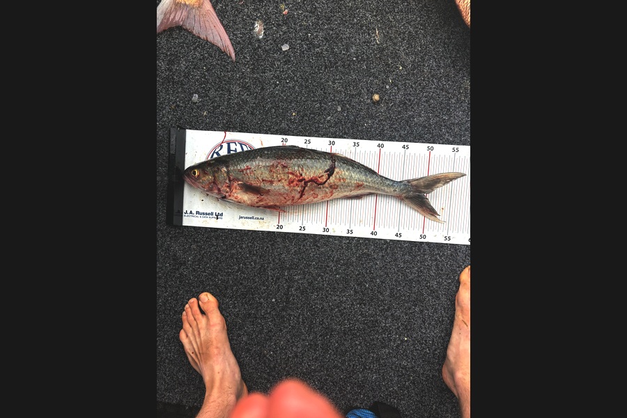 Jason Venn caught this 49.5cm Kahawai at Wellington during The Export NZ Fishing Competition